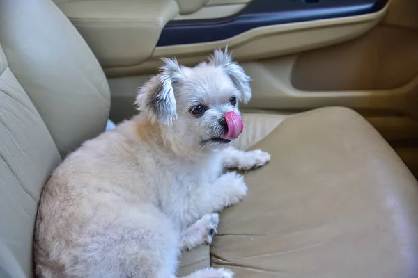 Perro tan lindo sentado dentro de un coche de espera para viajar —  Fotos de Stock