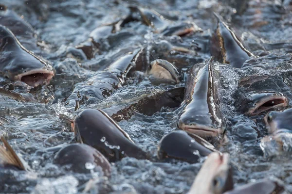 Multitud de peces de agua dulce revuelven los alimentos en el río —  Fotos de Stock