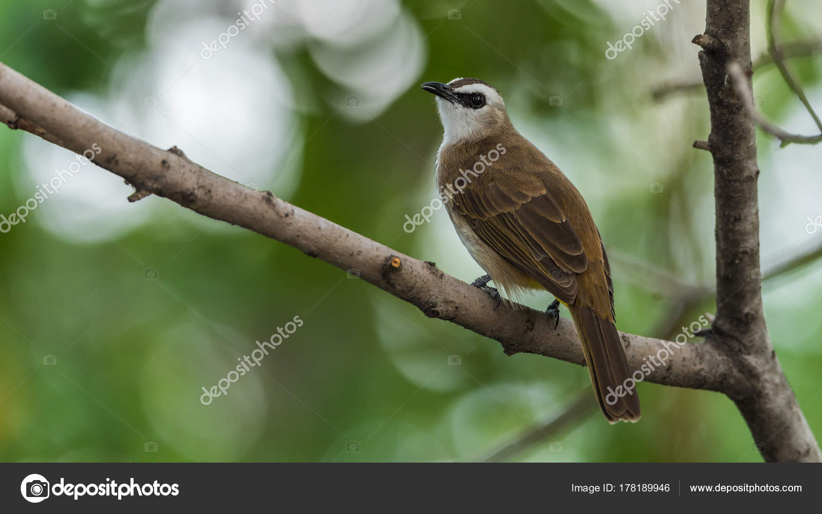 Oiseau Jaune Bulbul à Ventre Sur Larbre Dans La Nature