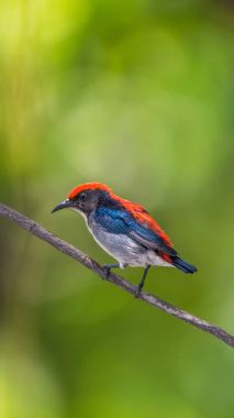 Vahşi doğada kuş (Kızıl sırtlı Flowerpecker)