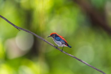 Vahşi doğada kuş (Kızıl sırtlı Flowerpecker)
