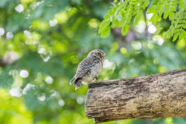 Vahşi doğada kuş (benekli owlet, baykuş)