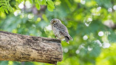 Vahşi doğada kuş (benekli owlet, baykuş)