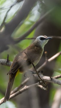 Vahşi doğada ağaçta kuş (sarı Bacalı bülbül)