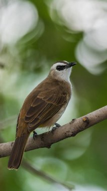Vahşi doğada ağaçta kuş (sarı Bacalı bülbül)