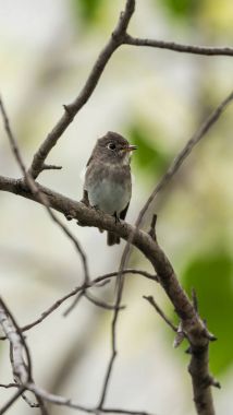 Vahşi doğada kuş (Asya kahverengi sinekkapan)