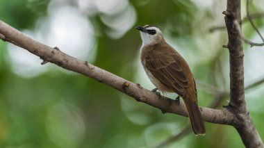 Vahşi doğada ağaçta kuş (sarı Bacalı bülbül)