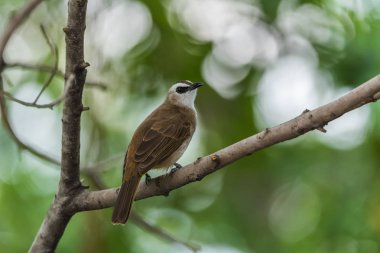 Vahşi doğada ağaçta kuş (sarı Bacalı bülbül)