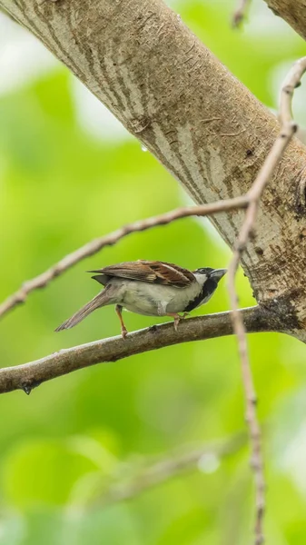 Bird (House Sparrow) on tree in a nature wild