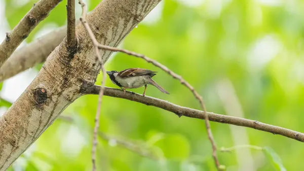 Pássaro (Pardal de Casa) em árvore em uma natureza selvagem — Fotografia de Stock