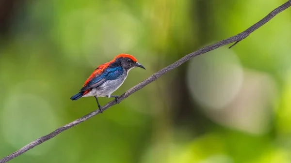 Bird (Scarlet-backed Flowerpecker) in nature wild — Stock Photo, Image