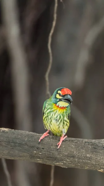 Vogel (Kupferschmied Barbet) auf Baum in freier Natur — Stockfoto