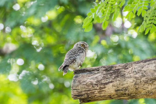 Pájaro (lechuza moteada, búho) en una naturaleza salvaje —  Fotos de Stock