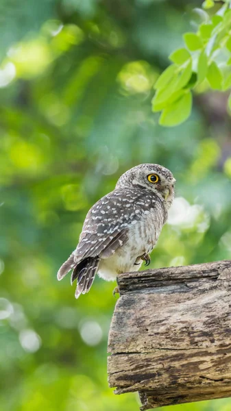 Vahşi doğada kuş (benekli owlet, baykuş)