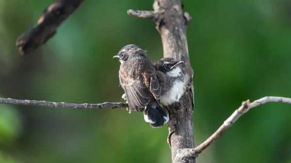Duas aves (malaio Pied Fantail) na natureza selvagem — Fotografia de Stock