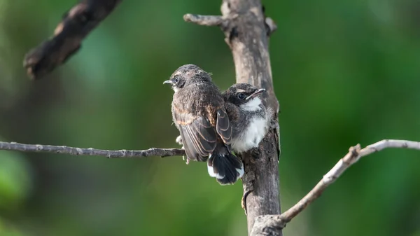 Dos pájaros (Malaysian Pied Fantail) en la naturaleza salvaje — Foto de Stock