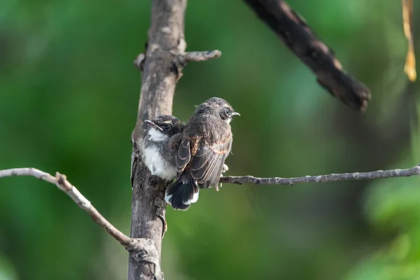 Två fåglar (Malaysiska Pied solfjäderstjärt) i naturen vilda — Stockfoto