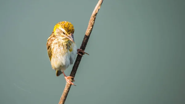 Vogel (gestreifter Weber) auf Baum in freier Natur — Stockfoto