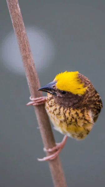 Pájaro (tejedor rayado) en el árbol en una naturaleza salvaje — Foto de Stock