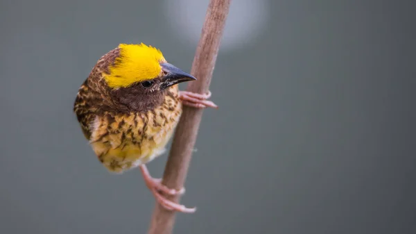 Uccello (tessitore striato) su albero in una natura selvaggia — Foto Stock