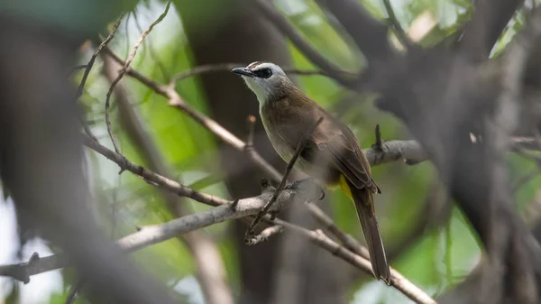 Vogel (gelbbelüfteter Bulbul) auf Baum in freier Natur — Stockfoto