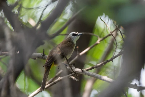 Oiseau (Bulbul à évent jaune) sur arbre dans la nature sauvage — Photo