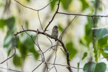 Vahşi doğada kuş (Asya kahverengi sinekkapan)