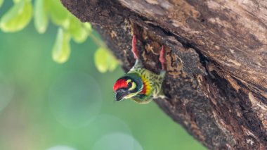 Vahşi doğada ağaçta kuş (Coppersmith kaniş)