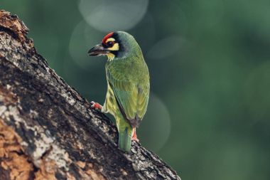 Vahşi doğada ağaçta kuş (Coppersmith kaniş)