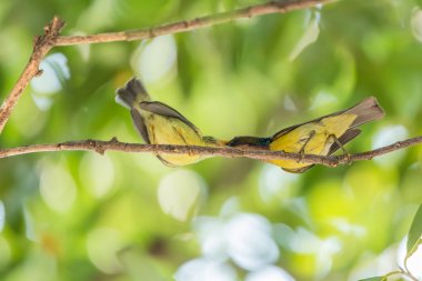 Yavru kuş besleme kuş (Brown gerdanlı sunbird)