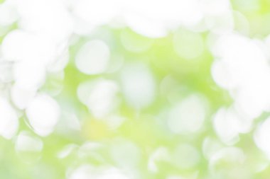 Yaprak ve ışık yeşil soyut bokeh arka