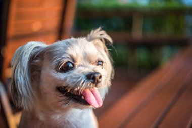 Seyir bir şey kafede oturan köpek