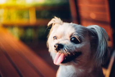 Seyir bir şey kafede oturan köpek