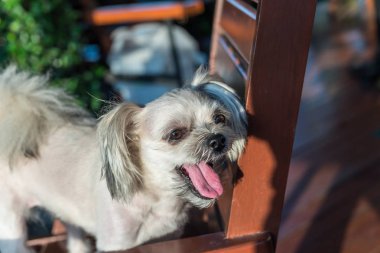 Seyir bir şey kafede oturan köpek