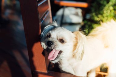 Seyir bir şey kafede oturan köpek