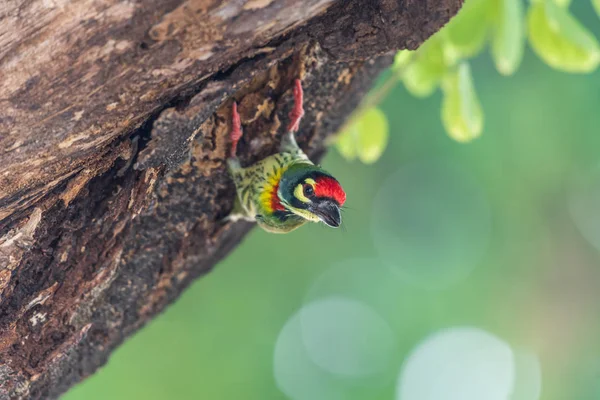 Vogel (Kupferschmied Barbet) auf Baum in freier Natur — Stockfoto