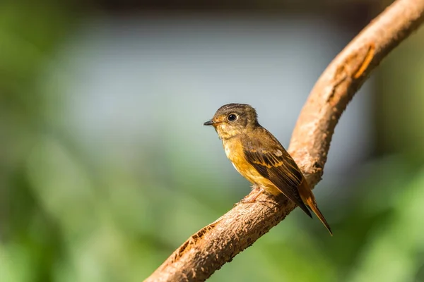 Aves (Ferruginous Flycatcher) en la naturaleza silvestre — Foto de Stock