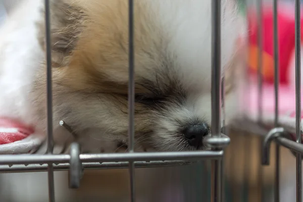 Cachorro pomeranian crianza en jaula perro con tristeza — Foto de Stock