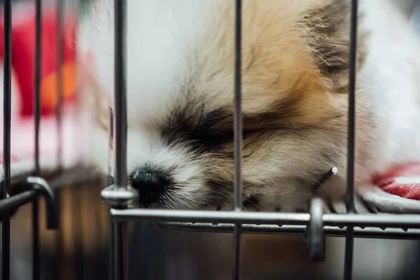 Cachorro pomeranian crianza en jaula perro con tristeza — Foto de Stock
