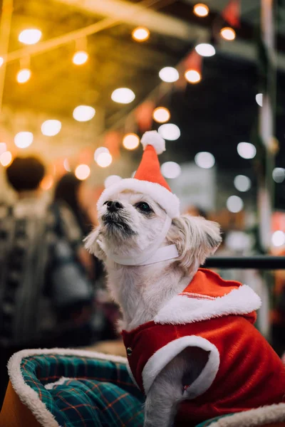 Sweet dog with santa claus dress and light bokeh — Stock Photo, Image