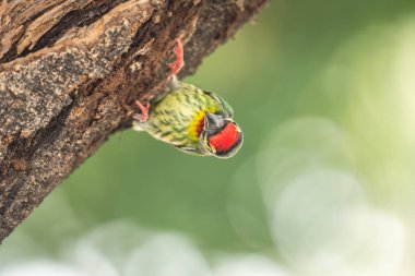 Vahşi doğada ağaçta kuş (Coppersmith kaniş)