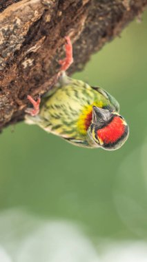 Vahşi doğada ağaçta kuş (Coppersmith kaniş)