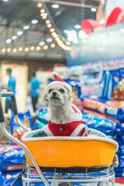 Tatlı köpek Noel Baba elbise ve hafif bokeh ile