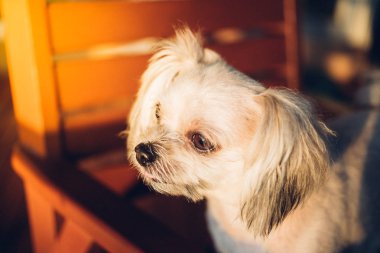 Seyir bir şey kafede oturan köpek