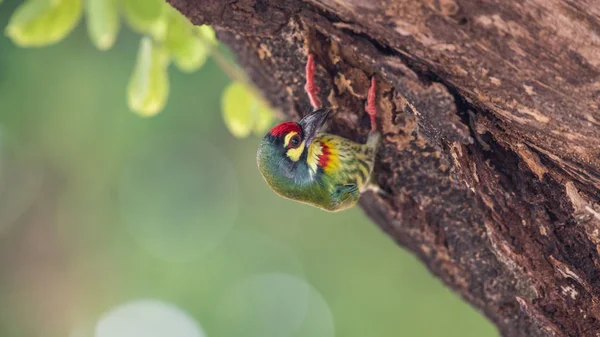 Птица (медный барбет) на дереве в дикой природе — стоковое фото