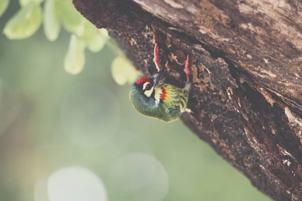 Птица (медный барбет) на дереве в дикой природе — стоковое фото