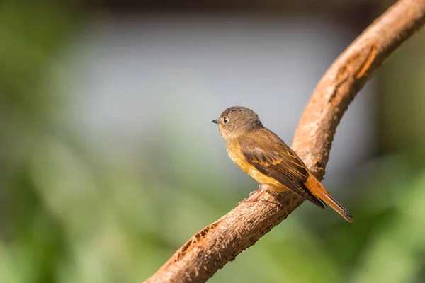 Aves (Ferruginous Flycatcher) en la naturaleza silvestre —  Fotos de Stock