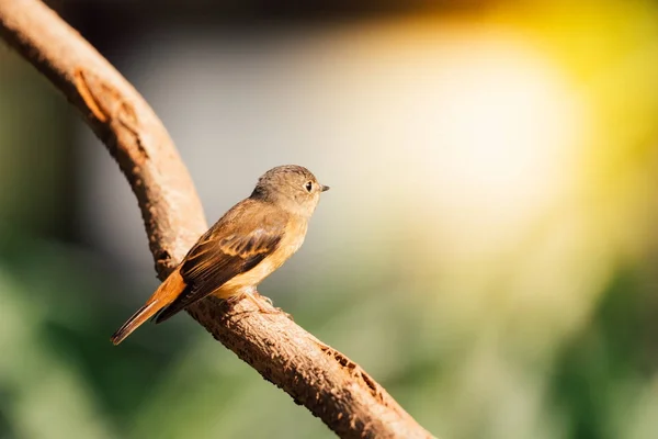 Pássaro (Flycatcher Ferruginoso) na natureza selvagem — Fotografia de Stock