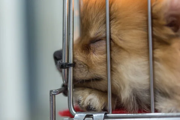 Cachorro pomeranian crianza en jaula perro con tristeza — Foto de Stock