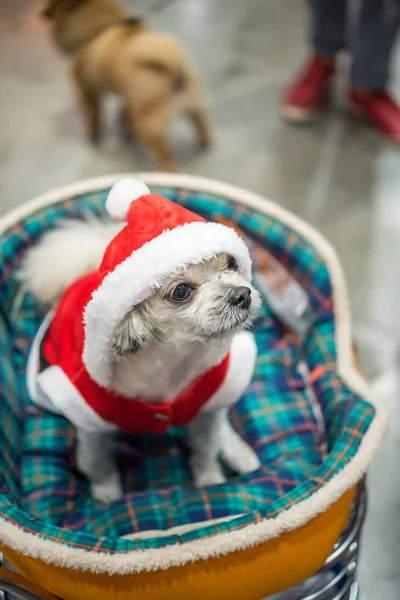 Sweet dog with santa claus dress look something — Stock Photo, Image
